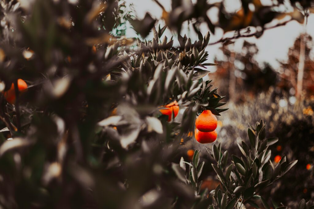 Vibrant Citrus Wallpaper: Ripe Oranges on Lush Green Branches