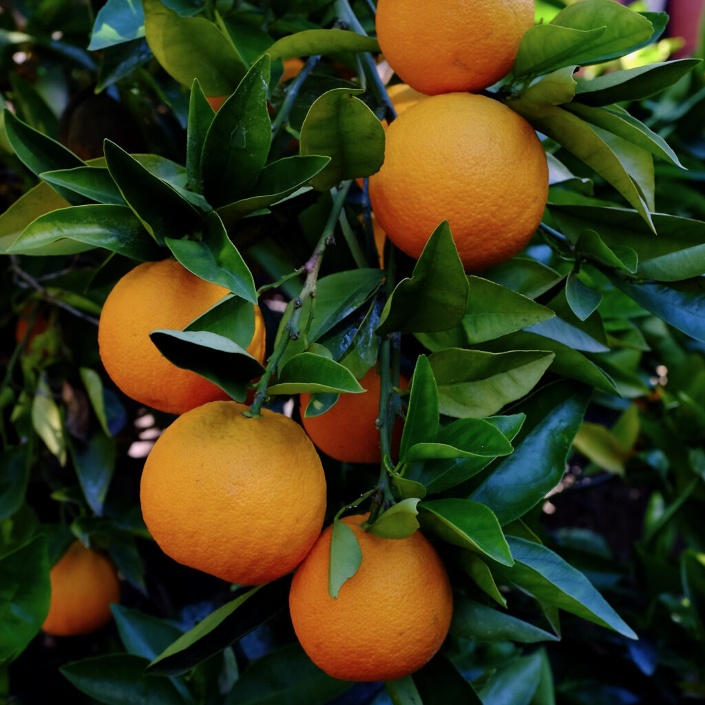 Vibrant Orange Wallpaper: Macro Citrus Beauty with Lush Green Leaves
