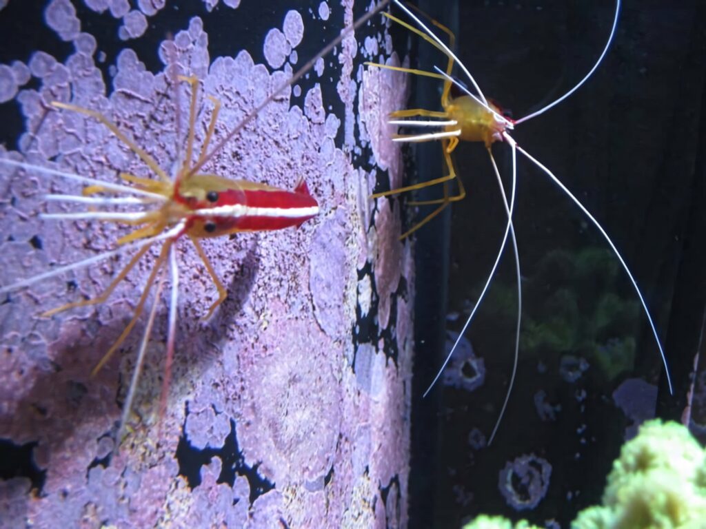 Colorful cleaner shrimp with white antennae on coral textured aquarium background wallpaper