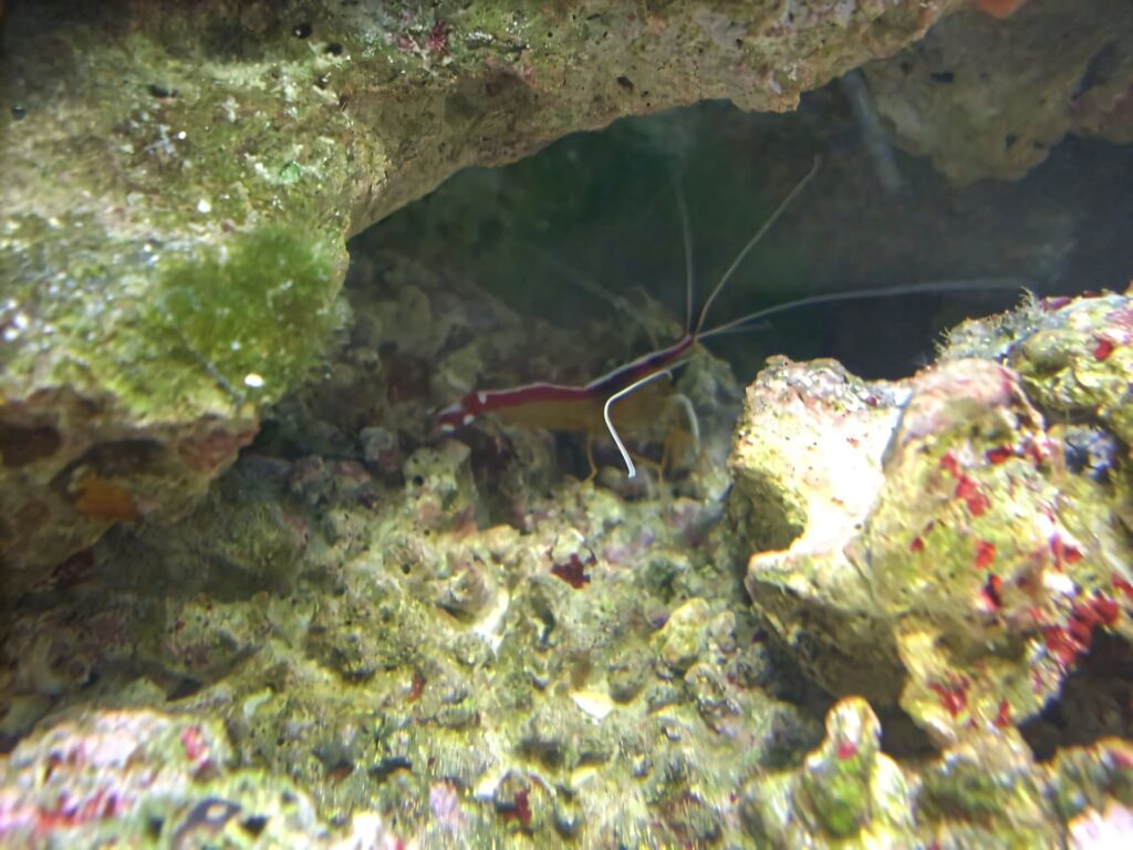 Vibrant red and white cleaner shrimp in natural underwater habitat with rocks and colorful algae Wallpaper