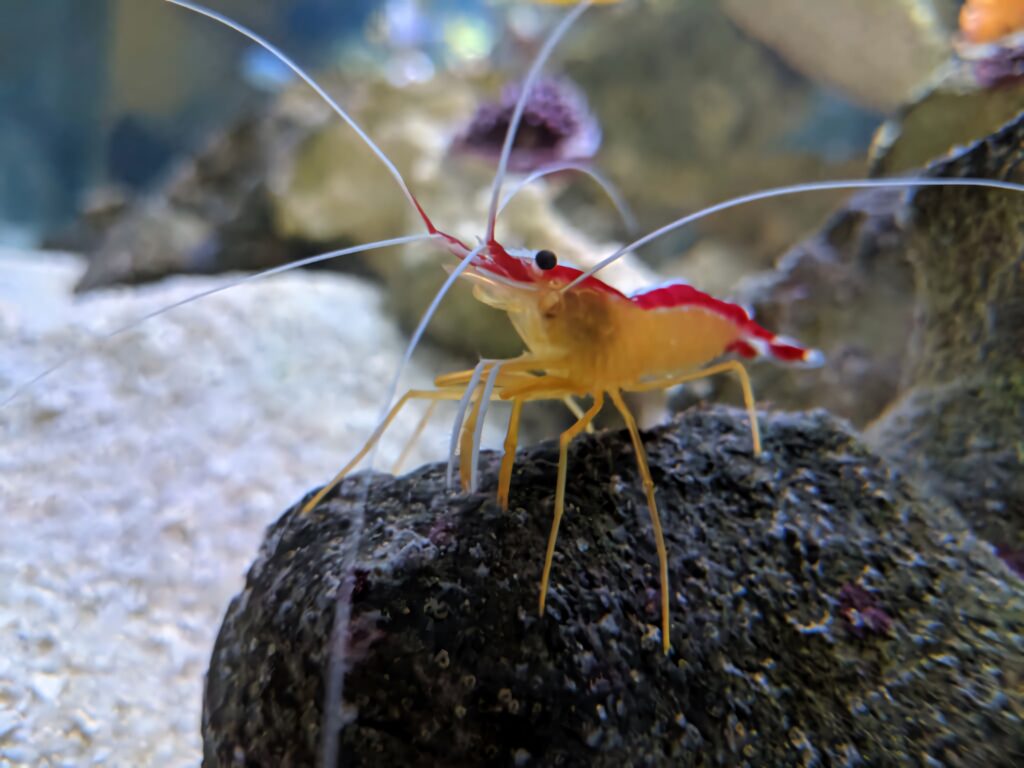 Vibrant red and white cleaner shrimp on textured rock with blurred underwater background wallpaper
