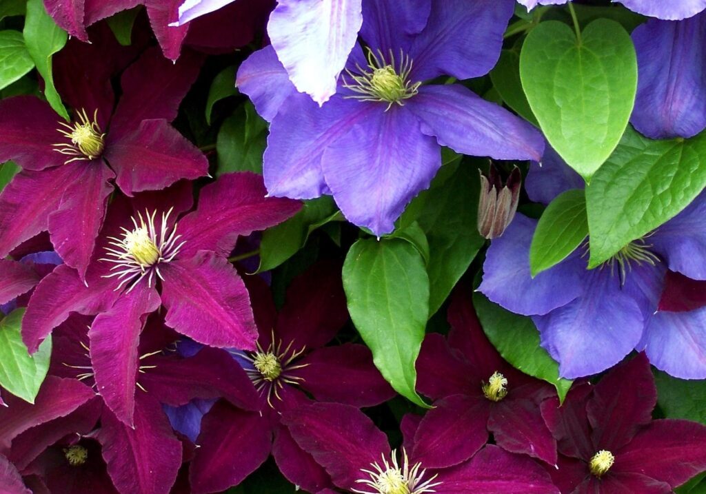 Vibrant Clematis Wallpaper: Bright Purple & Red Blooms with Green Leaves