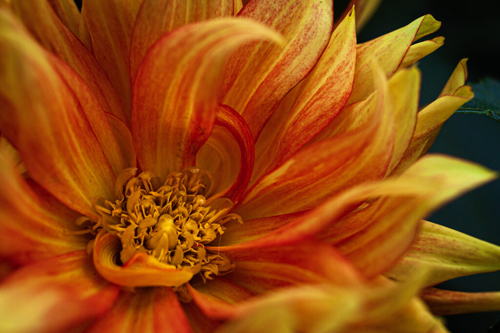 Stunning Macro Flower Wallpaper: Intricate Yellow & Red Petals Close-Up
