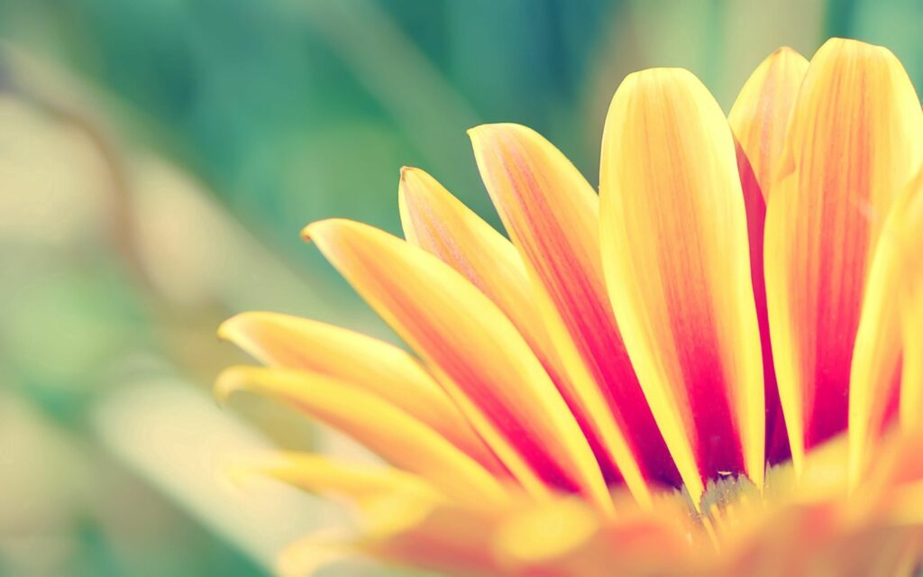 Vibrant Flower Close-Up: Striped Yellow & Red Petals Wallpaper