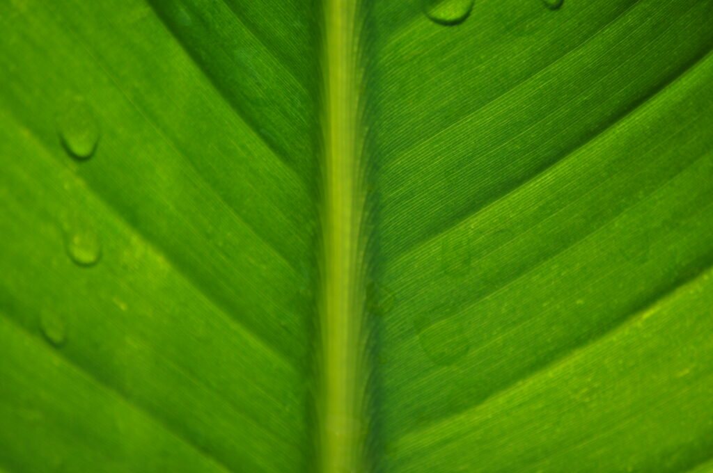 Vibrant Green Leaf Close-Up with Water Droplets - Fresh Wallpaper