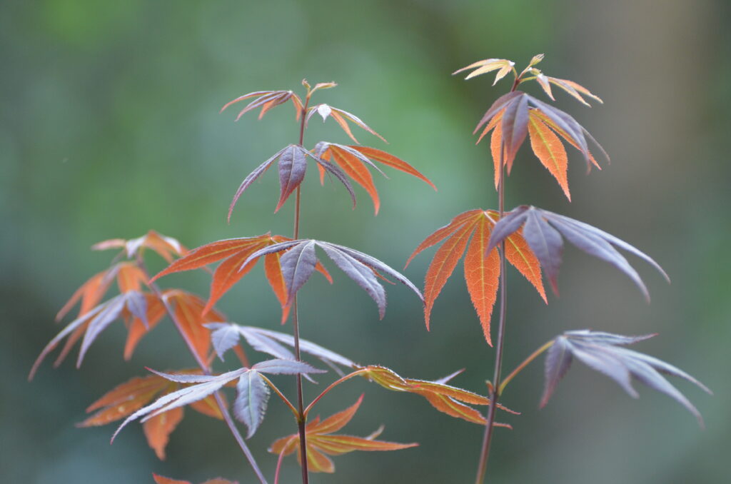Vibrant Japanese Maple Close-Up Wallpaper Background - Serene Nature