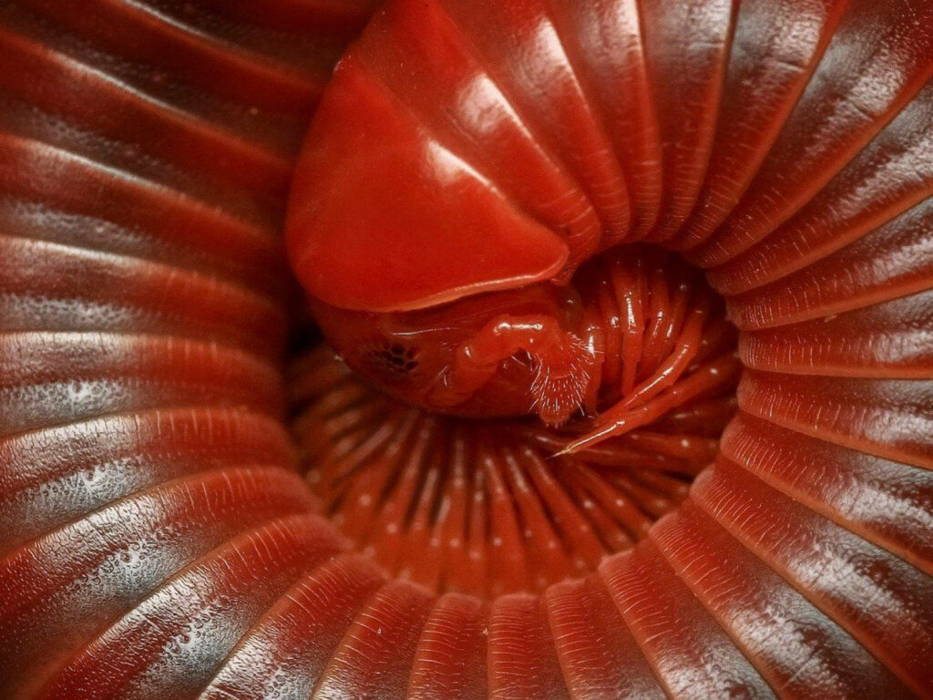 Vibrant Scarlet Millipede Close-Up Wallpaper: Nature's Intricate Beauty