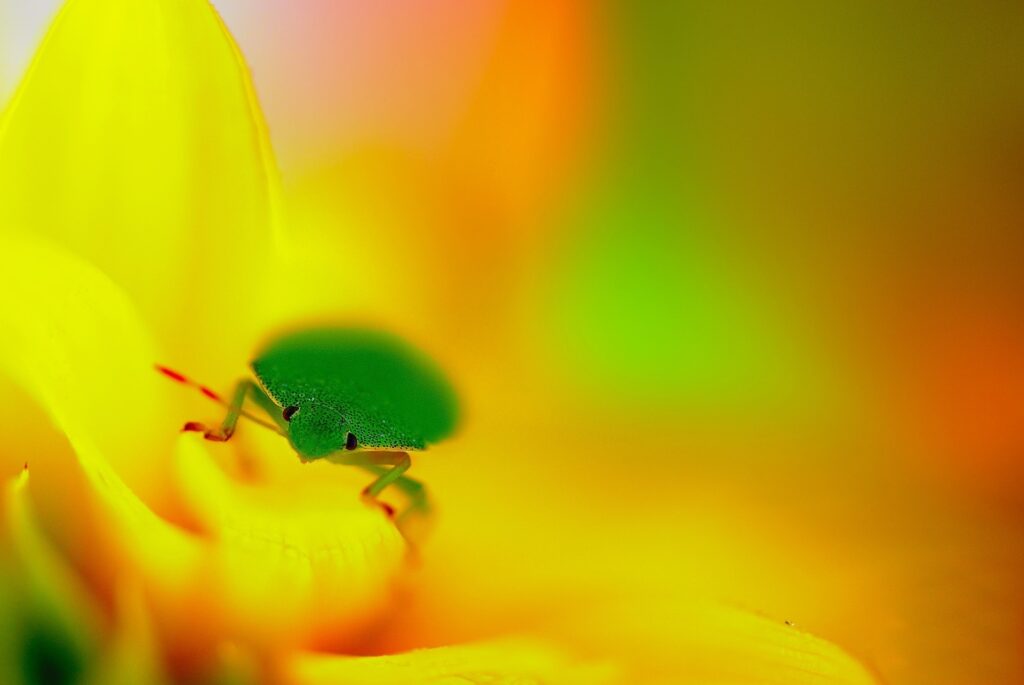 Vibrant Wallpaper: Green Insect on Yellow Flower with Warm Blur