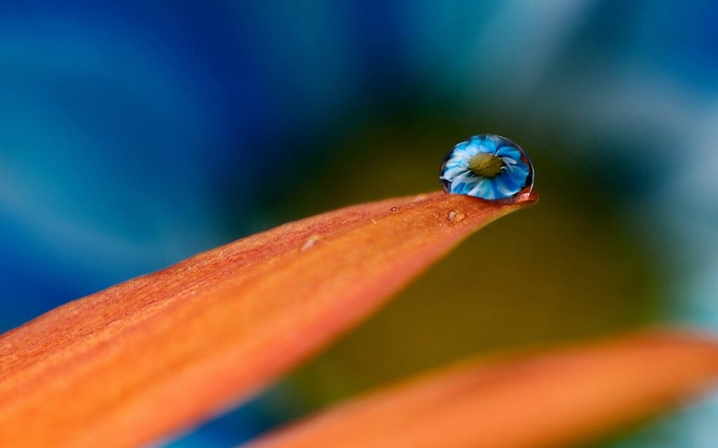 Vibrant Petal Wallpaper: Water Droplet Reflecting Soft Floral Beauty
