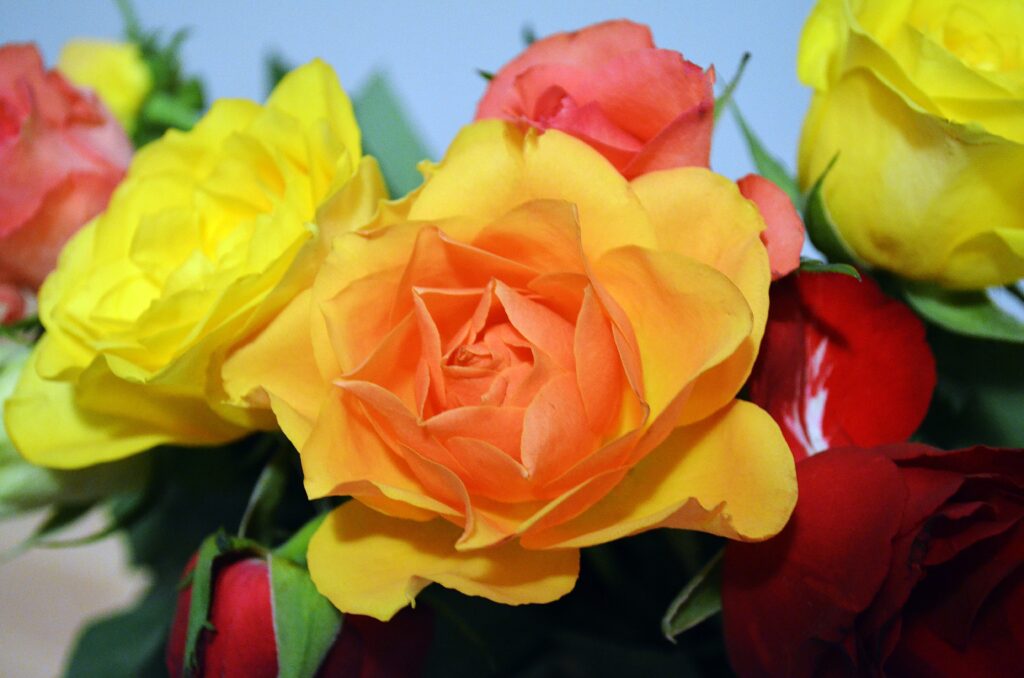 Vibrant Close-Up Wallpaper of Colorful Roses in Soft Focus