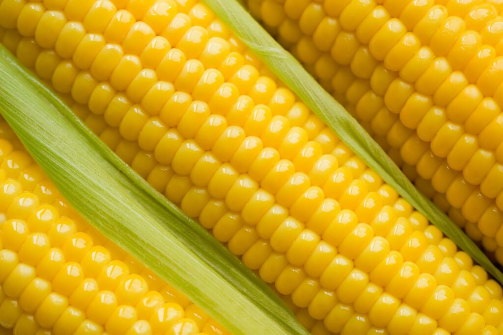 Fresh Yellow Sweet Corn Wallpaper: Vibrant Close-Up with Green Husks
