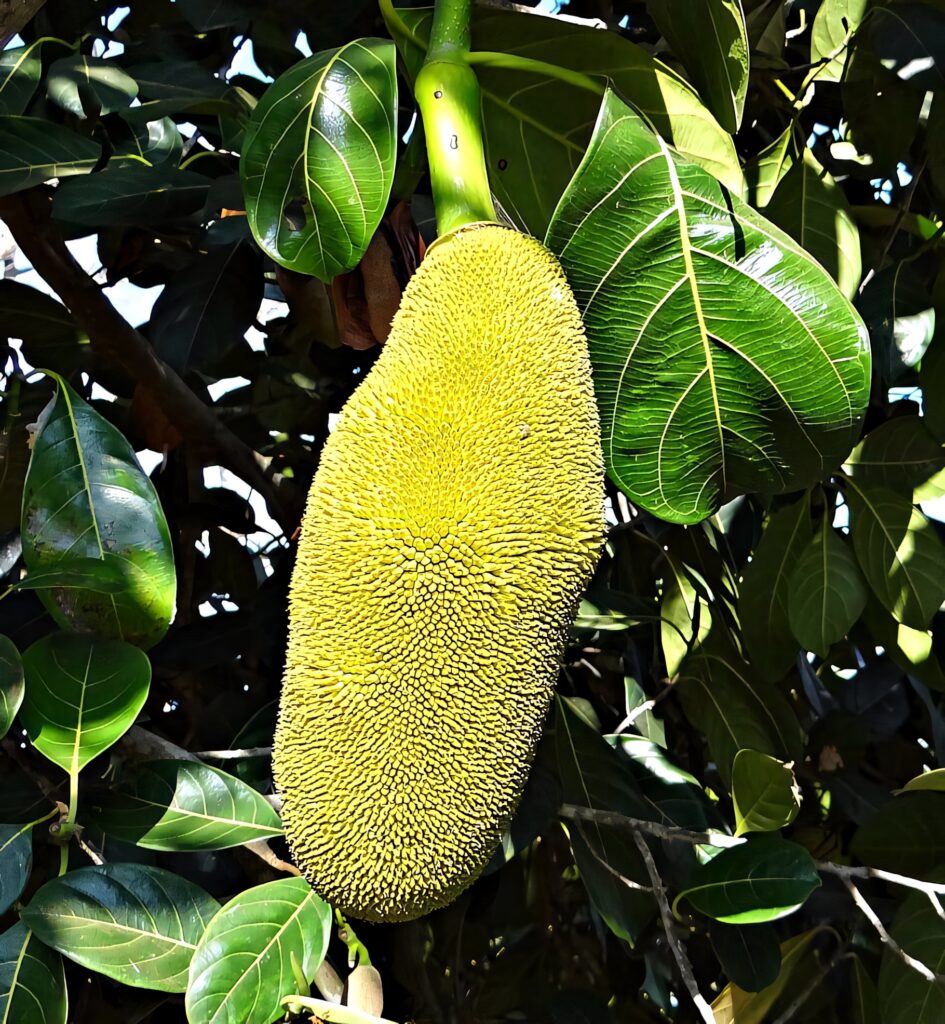 Close-up of ripe breadfruit on lush green tree with sunlight tropical nature background wallpaper