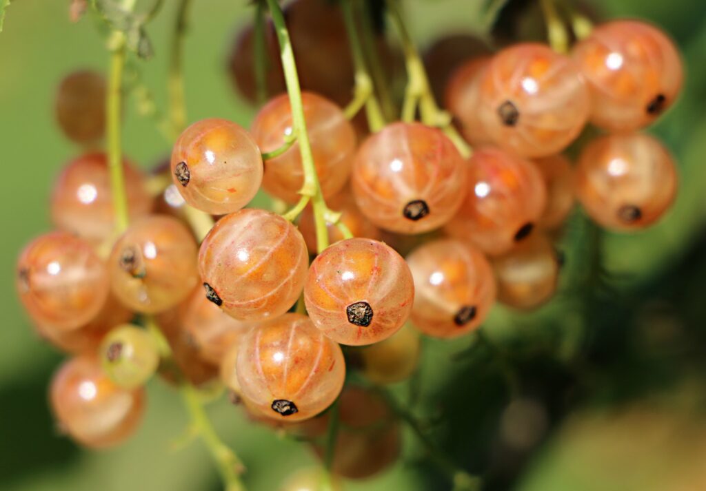 Sunlit Ripe Currant Berries: Vibrant Wallpaper Background