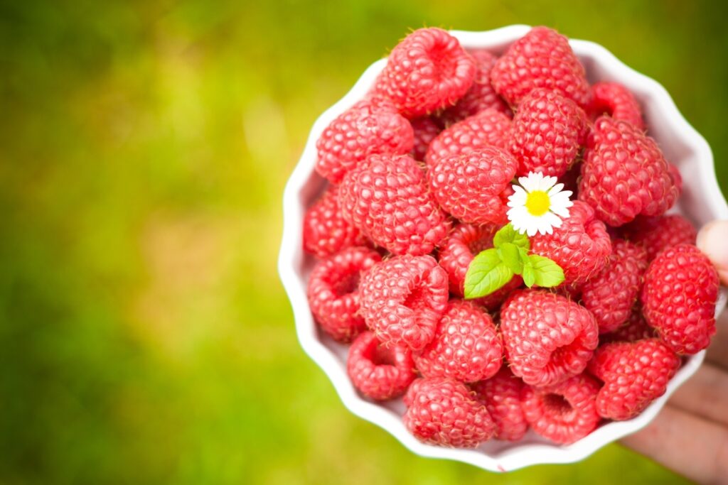 Vibrant Raspberries in Bowl with Flower - Nature Wallpaper Background