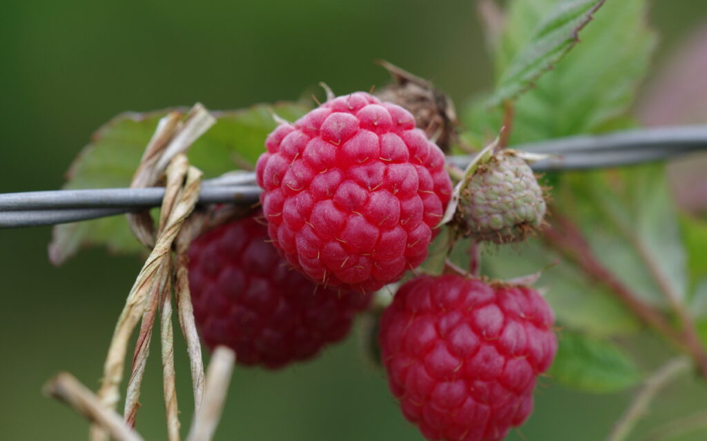 Vibrant Close-Up of Ripe Red Raspberries on a Green Background Wallpaper