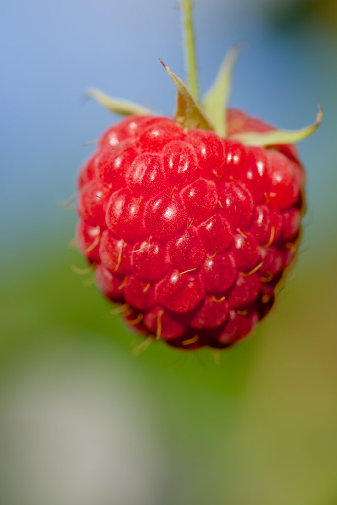 Ripe Red Raspberry Close-Up: Vibrant Texture Wallpaper Background