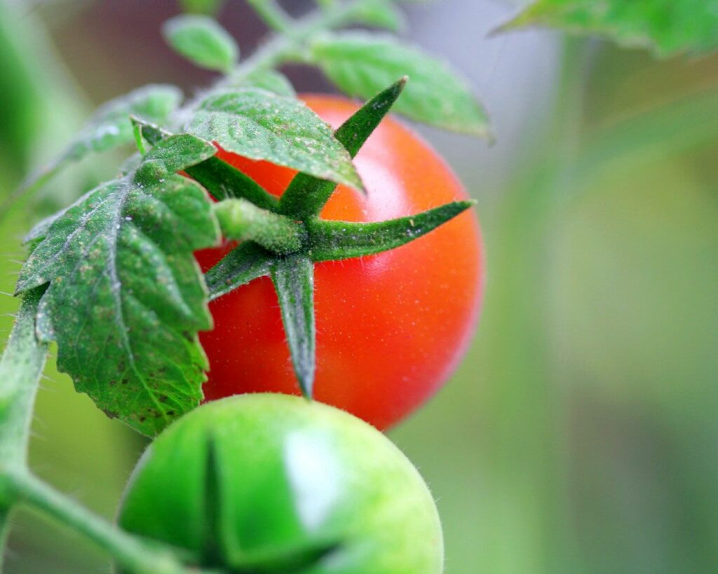 Vibrant Ripe Red & Green Tomatoes: Natural Wallpaper Background