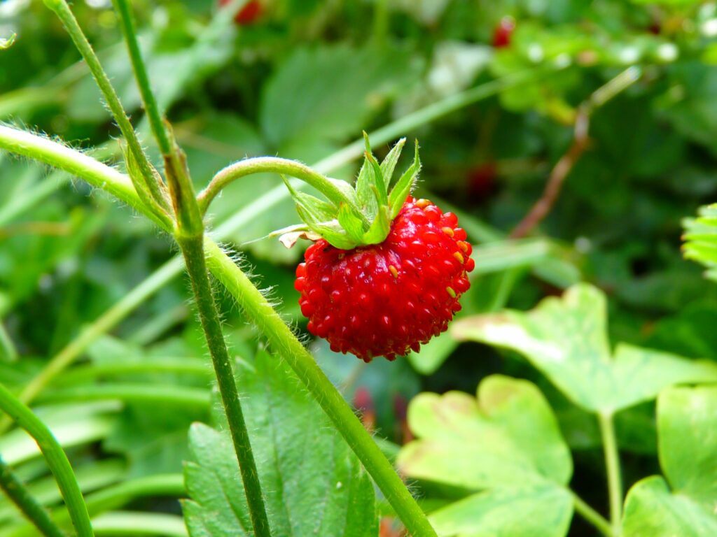 Vibrant Wild Berry Close-Up: Lush Green Stem & Leaves Wallpaper