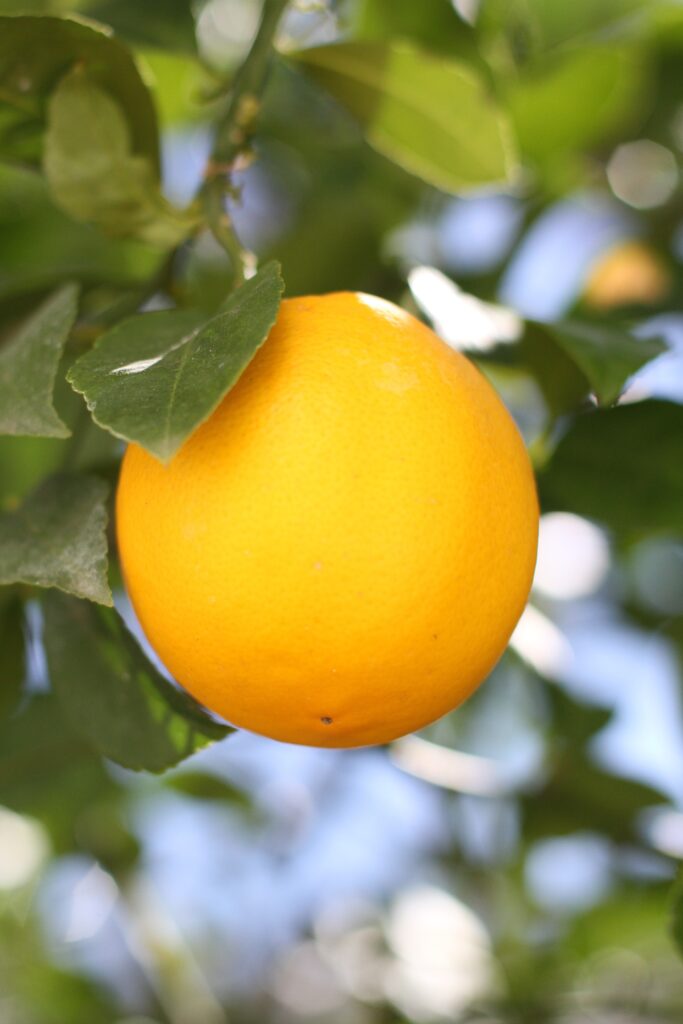 Vibrant Ripe Lemon Close-Up: Citrus Beauty Wallpaper in Sunlight