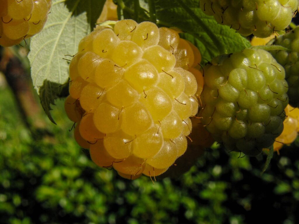 Vibrant Yellow Raspberries Close-Up: Nature Wallpaper Background