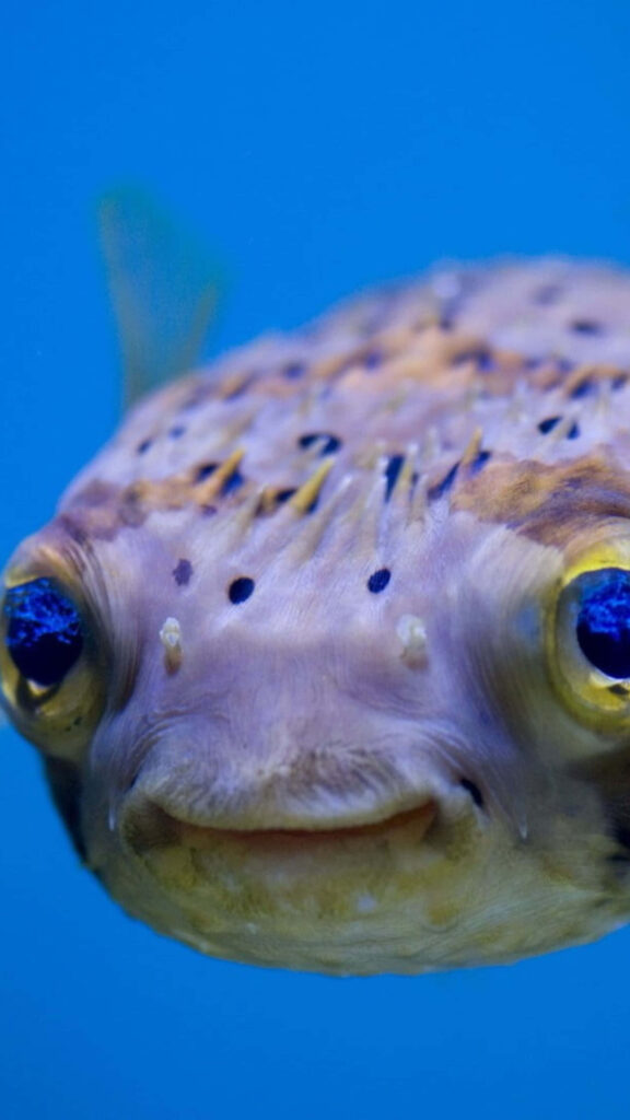 Close-up of vibrant blowfish with unique features and curious expression underwater background Wallpaper