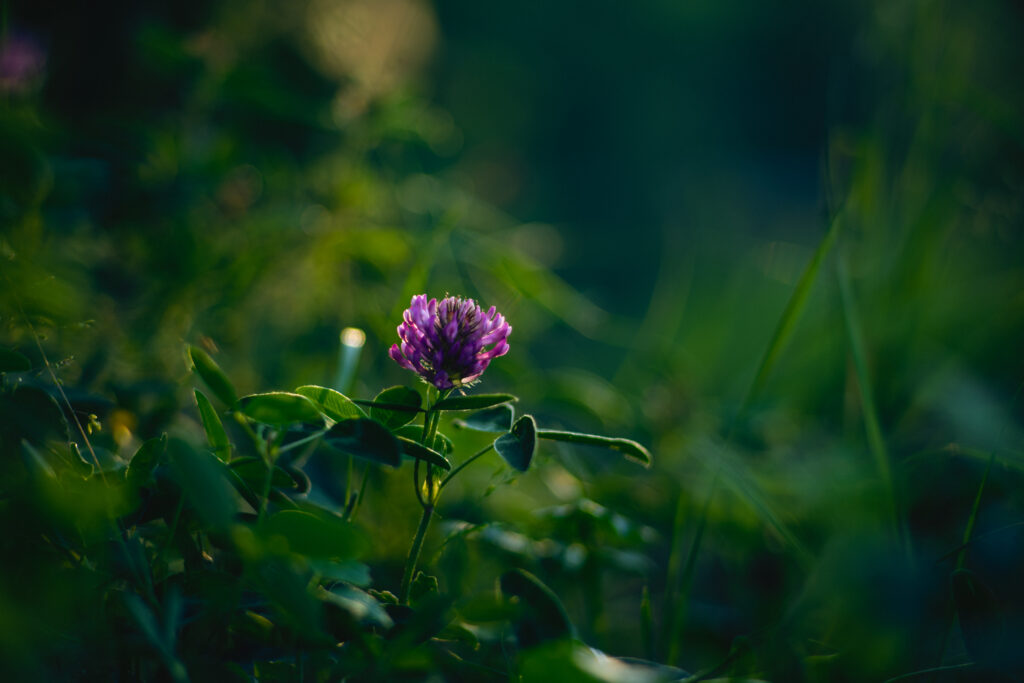 Vibrant Clover Flower Wallpaper - Macro View with Green Leaves