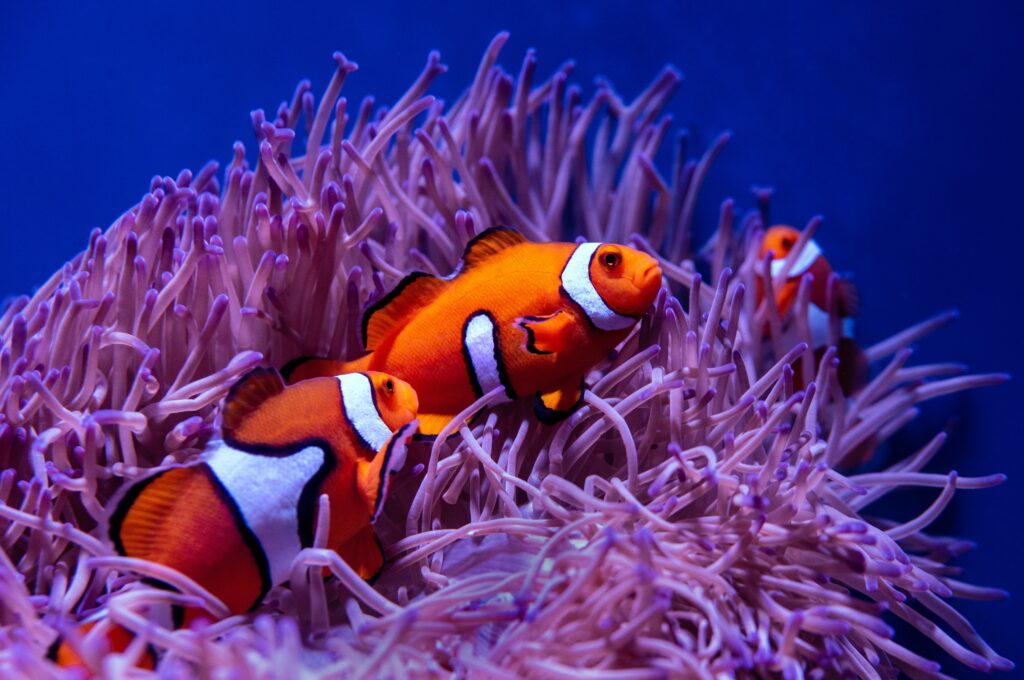 Vibrant Coral Reef Wallpaper: Colorful Clown Fish in Lively Scene