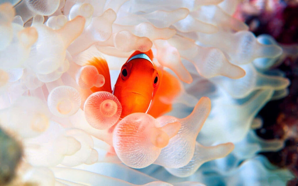 Vibrant orange clownfish peeking through translucent anemone tentacles in colorful underwater scene Wallpaper