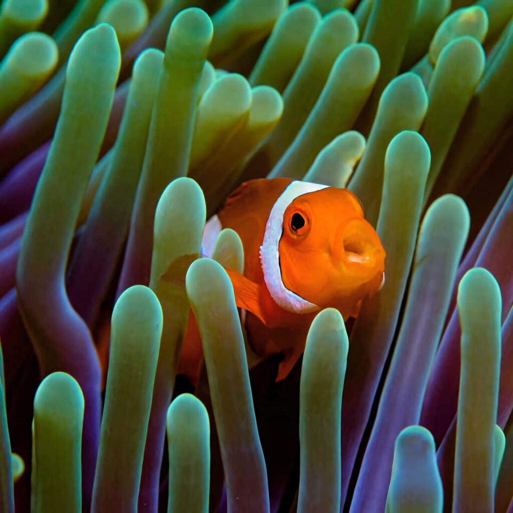 Vibrant clownfish with orange white black markings swims among colorful green purple sea anemone tentacles Wallpaper