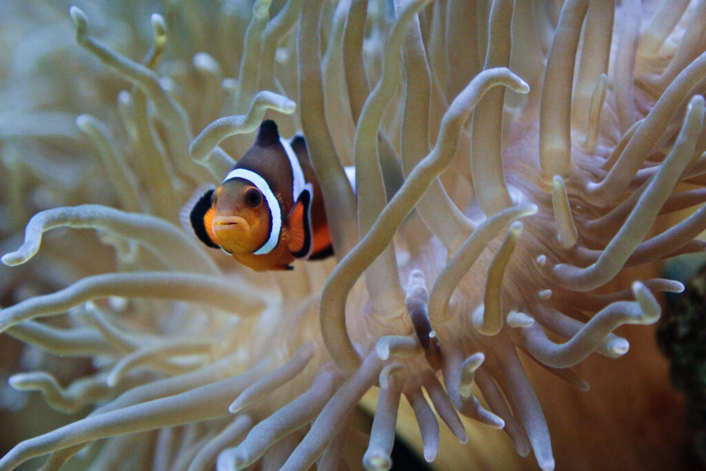 Vibrant Clownfish Among Anemones - Serene Underwater Wallpaper