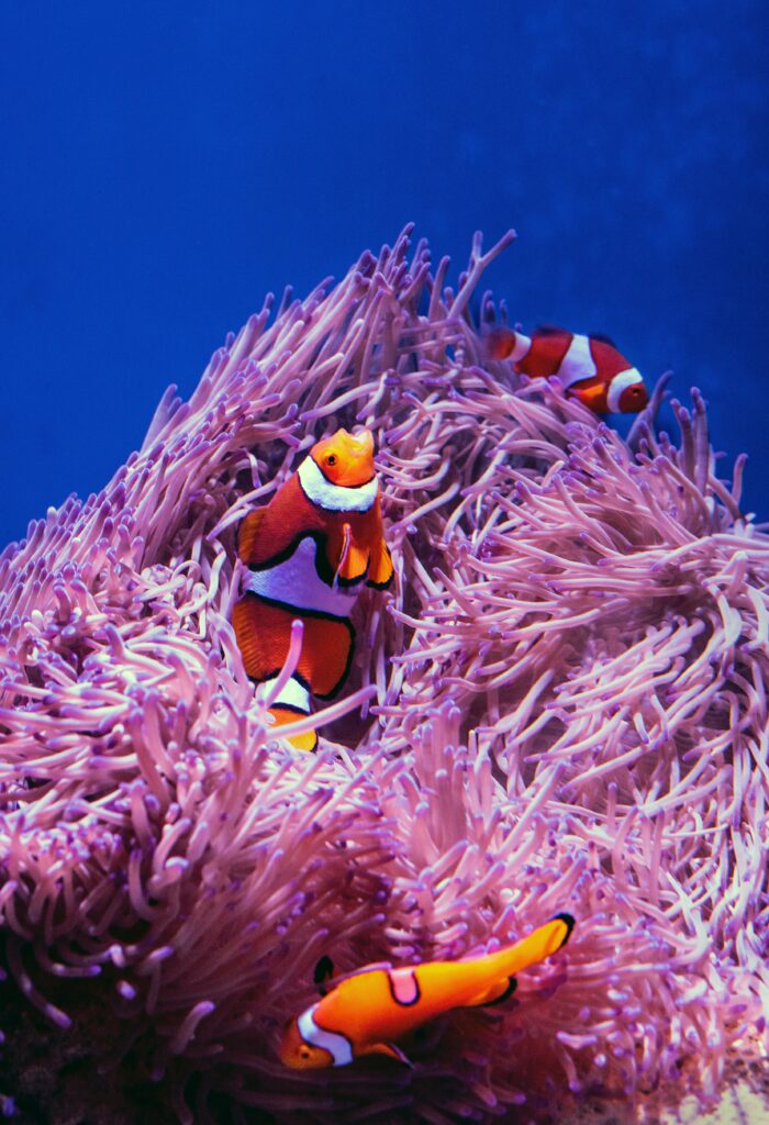 Colorful Reef Wallpaper with Clownfish and Vibrant Corals