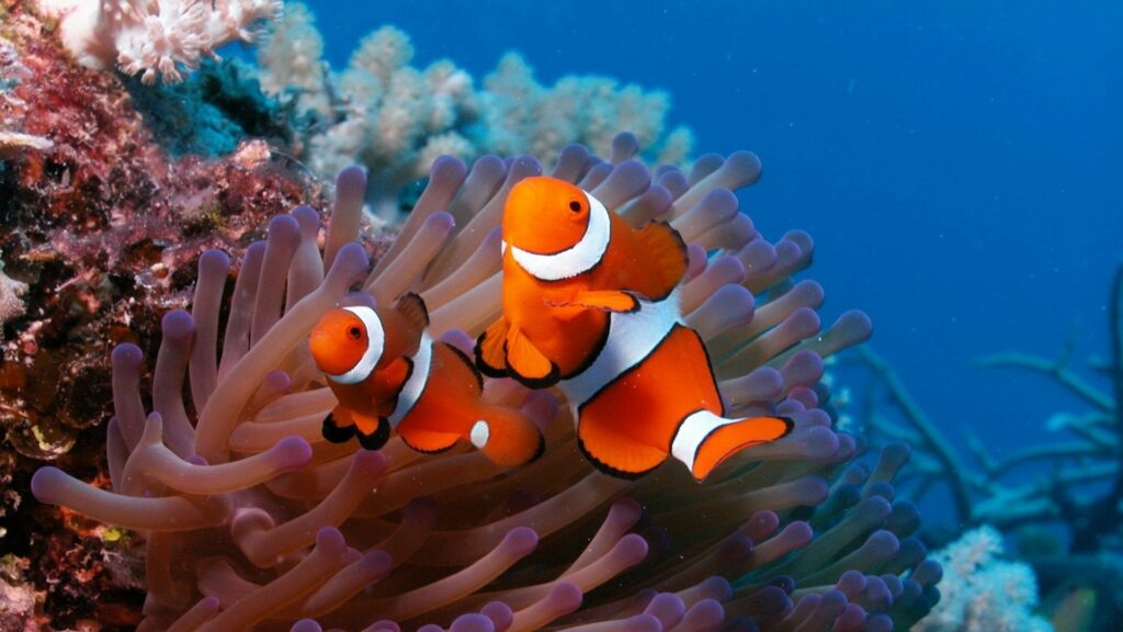 Vibrant Underwater Wallpaper: Clownfish & Colorful Anemones