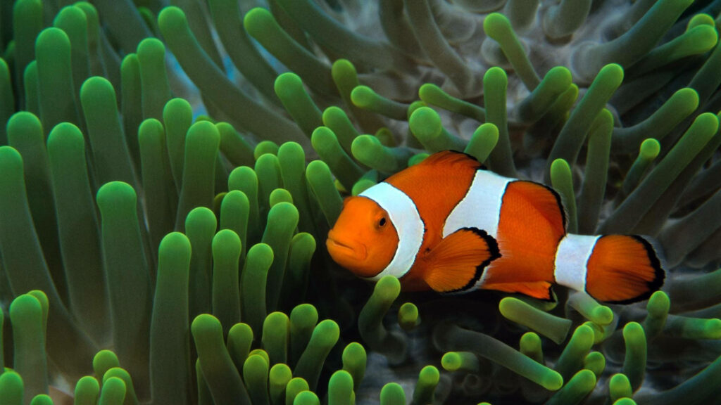 Colorful Clownfish Wallpaper: Serene Underwater Scene with Anemones