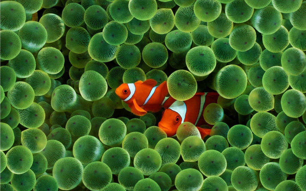 Vibrant Underwater Clownfish Wallpaper - Lifelike Anemone Scene