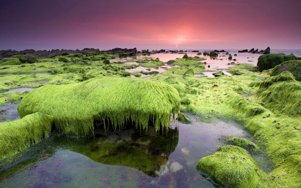 Coastal landscape with lush grass mossy rocks sunset sky purple pink hues serene sea wallpaper background
