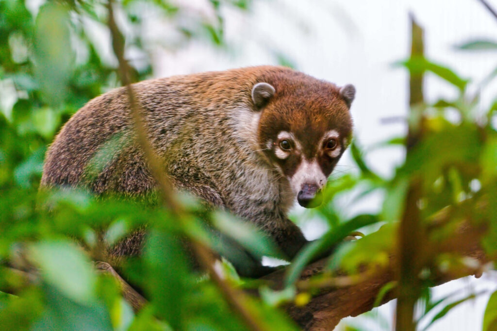 Coati on tree branch with distinctive markings in lush green forest foliage wallpaper background