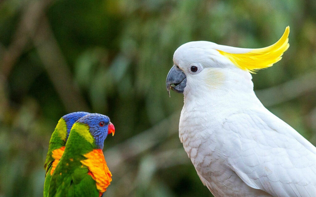 Stunning Cockatoo & Rainbow Lorikeet Wallpaper with Blurred Background