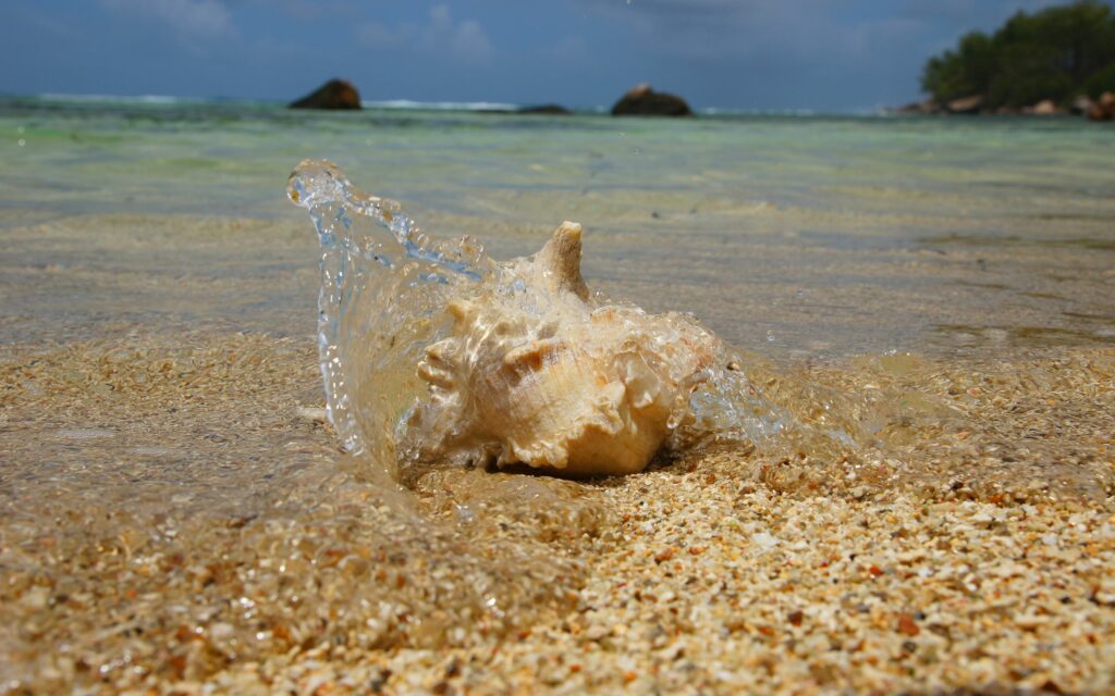 Close-up of a cockleshell on sandy beach with clear waves and dynamic water splashes wallpaper