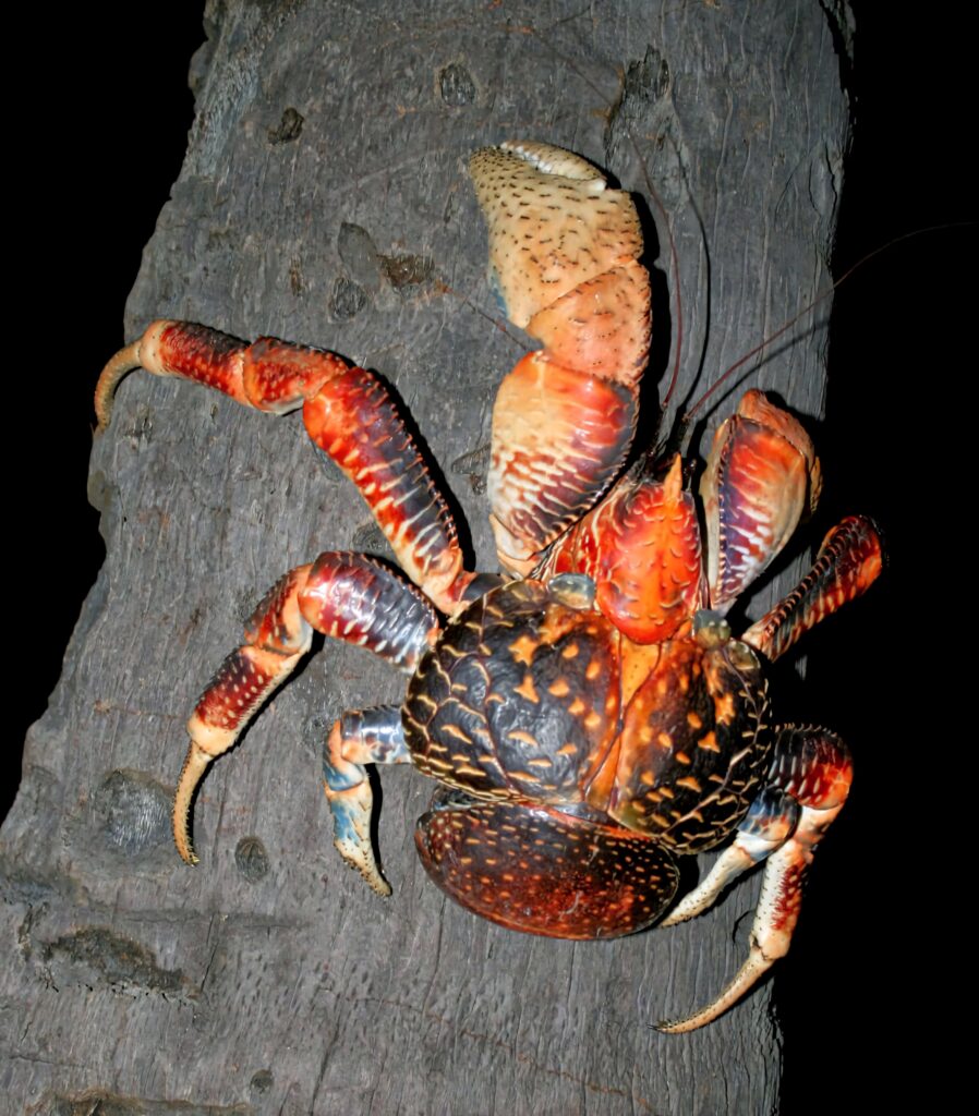 Vibrant coconut crab with orange and blue shell climbing tree trunk at night natural habitat wallpaper