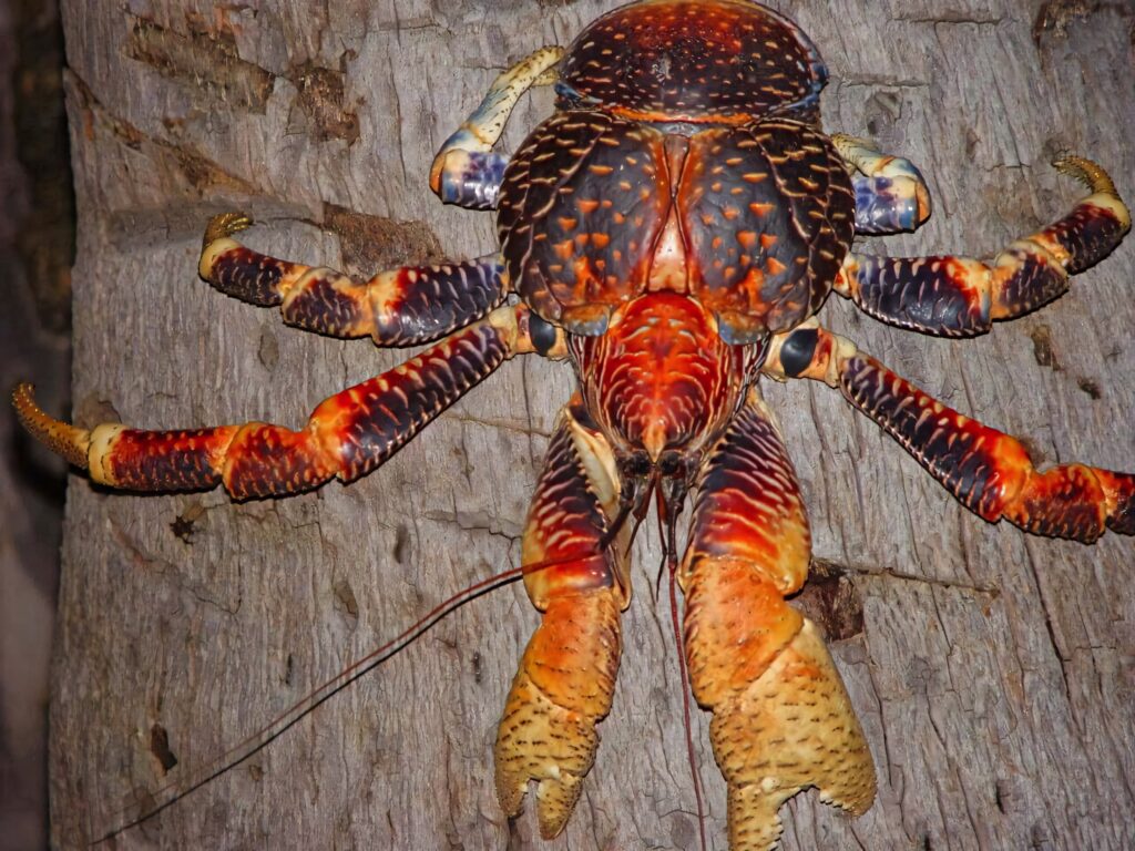 Vibrant reddish orange Coconut Crab on rugged tree trunk showcasing detailed claws and shell Wallpaper