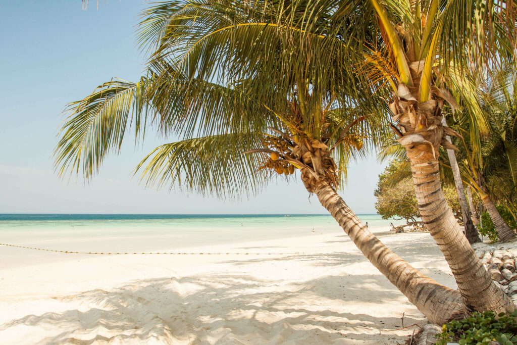 Tropical Paradise Wallpaper: Vibrant Coconut Tree & Serene Beach Scene