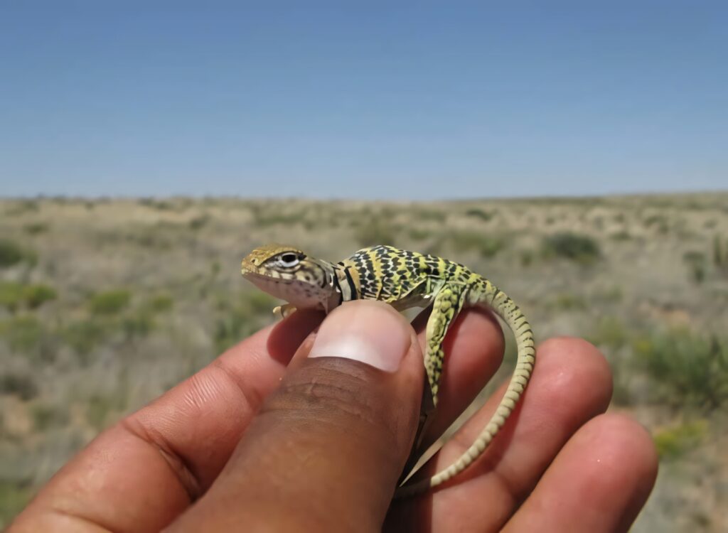 Close-up of hand holding colorful collared lizard with intricate patterns in sunlit desert Wallpaper