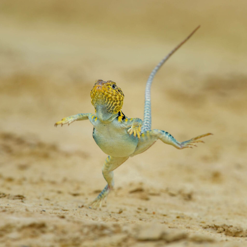 Vibrant Collared Lizard Portrait Against Sandy Background Wallpaper