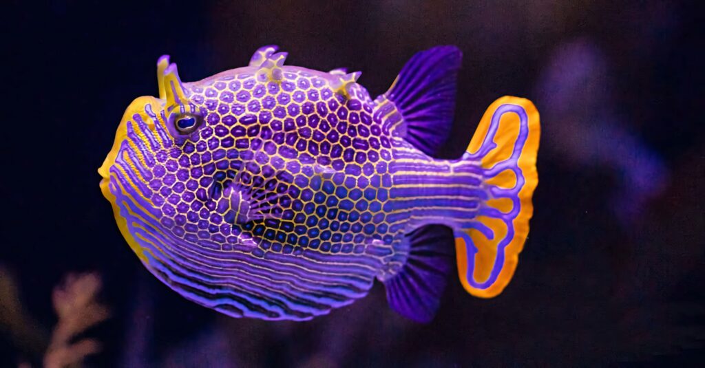 Colorful boxfish with geometric patterns in shallow waters vibrant marine life underwater wallpaper