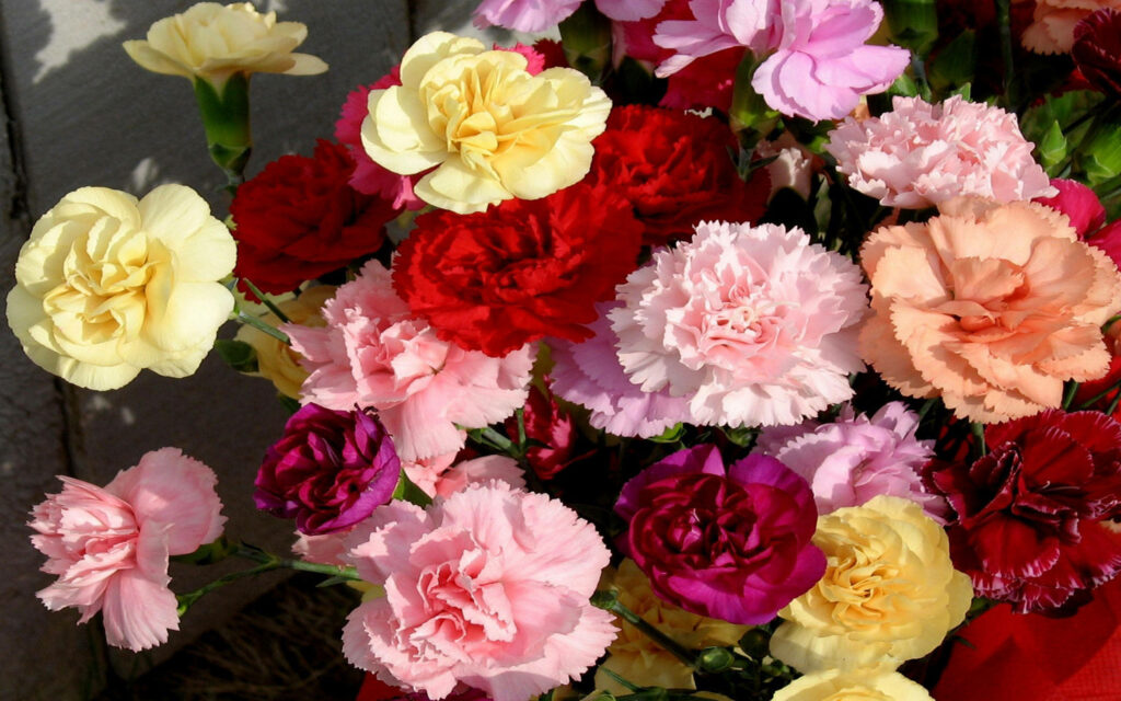 Vibrant Carnation Wallpaper: Colorful Floral Beauty in Bloom