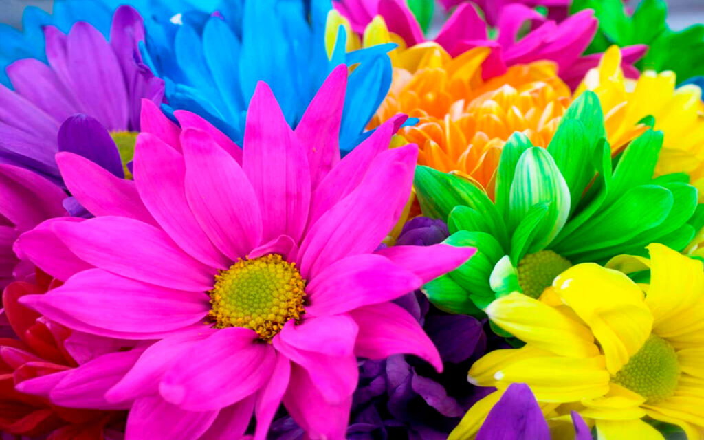 Vibrant Colorful Daisies Wallpaper for a Cheerful Background