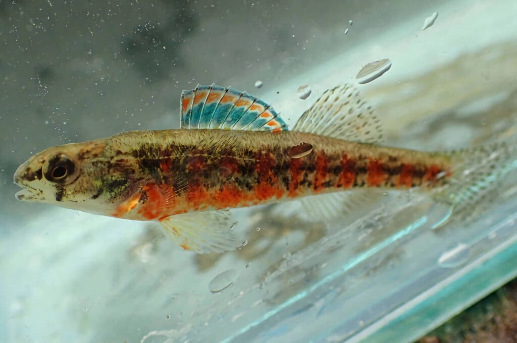 Colorful darter fish with orange blue patterns swimming in clear freshwater natural habitat wallpaper