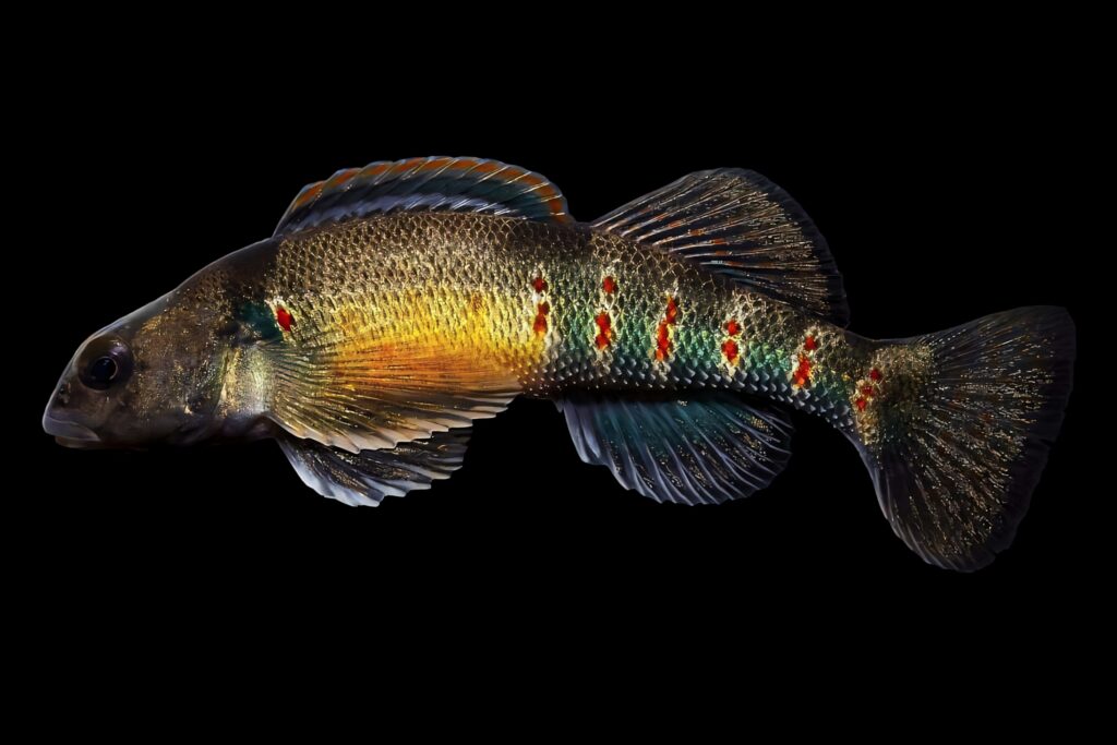 Colorful Darter Fish with shimmering orange green and blue scales on black background wallpaper