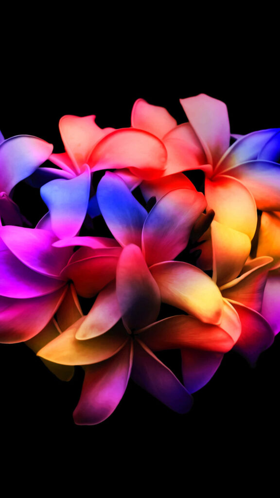 Colorful Flowers on Black Background: A Stunning Visual Display Wallpaper