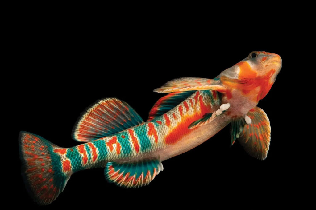 Colorful freshwater darter fish with turquoise orange and red patterns on black background wallpaper